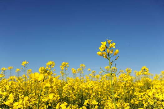 Blooming rapeseed field and blue sky