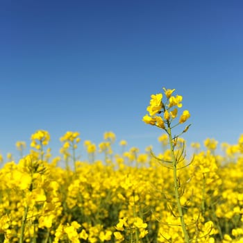 Rapeseed and rapeseed field in front of blue sky