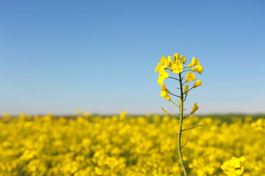 Rapeseed field and blue sky