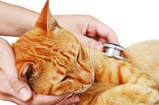 Veterinarian examining a kitten isolate on white background