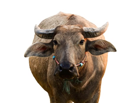 Buffalo isolated on the white background