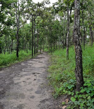 Forest hiking trail