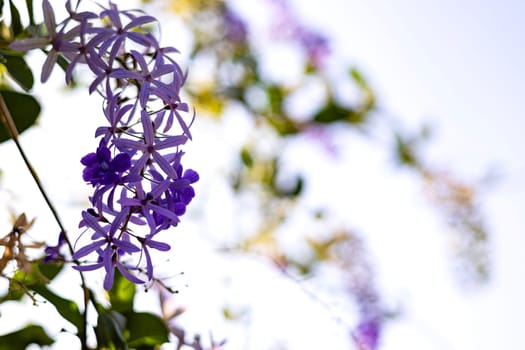 Purple wreath or Sandpaper vine or Purple wreath or queen wreath. Closeup Of the Petrea Volubilis Flowers Commonly Known As The Purple Wreath.