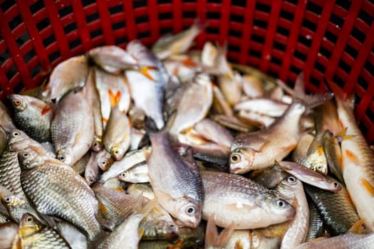 Selective focus, Group of fish in basket for sale in market. Fresh Fish In Red Basket.