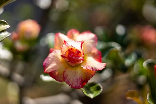 Adenium Flowers Have Three Colors Mixed Together, Yellow, Pink, White. The Flowers Are Multi Layered. Adenium Flowers in Bloom, exotic flower with multi layer petal and a bunch flower adenium obesum.