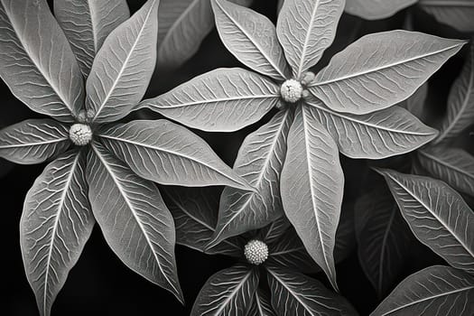 An exquisite display of artistry, capturing the intricate and mesmerizing patterns formed by frost on windows, leaves, and various surfaces through the lens of macro photography, resulting in striking and abstract visual compositions.