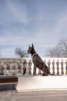 Young black Great Dane poses in the city.