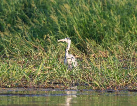 Grey heron Ardea cinerea stood on edge of river bank wetlands in grass reeds