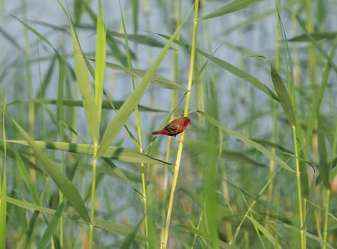Red avadavat Amandava amandava perched on edge of river bank wetlands in grass reeds