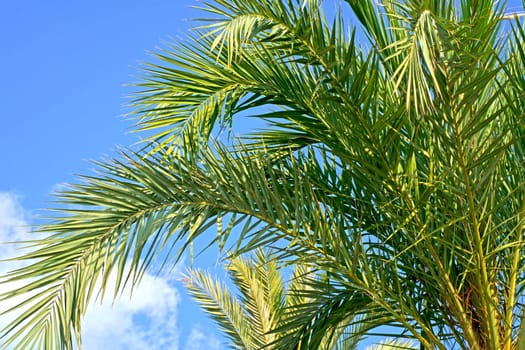 Date palm tree close up with sunlight seen through the leaves.