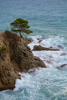 Sea and pine growing on the rocks. Beautiful sea waves. Beaches of the Costa Brava. Water texture.