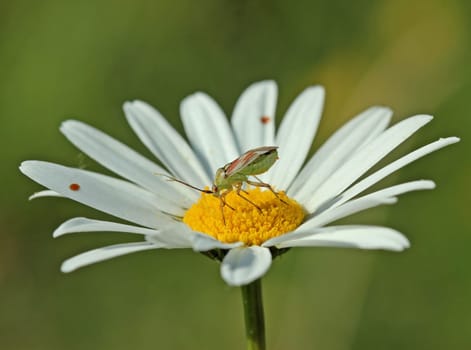 Red spotted soft bug (Calocoris roseomaculatus) on margerite