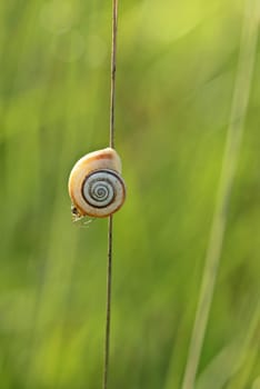 Western heath snail with spider in the backlight