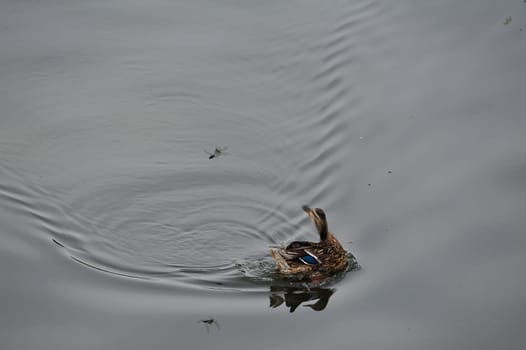 Wild Duck (Anas platyrhynchos) in water at Steinhuder Meer,Germany.