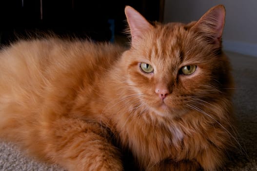 Low angle portrait of a large long hair ginger cat looking directly at viewer.