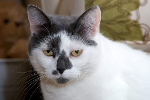 A mostly white cat with black patches looking directly at viewer with sad expression.