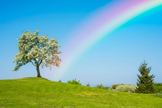 flowering fruit tree with rainbow