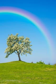 flowering fruit tree with rainbow