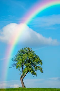 Tree with rainbow