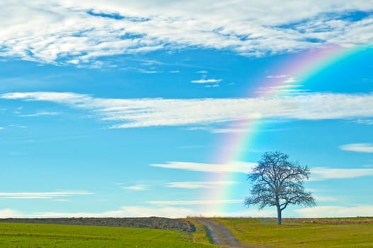 Kahler fruit tree with rainbow
