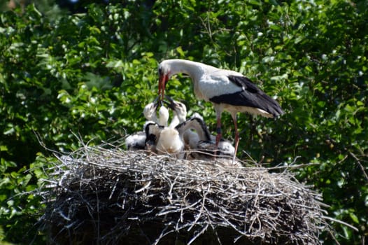 Stork's nest
