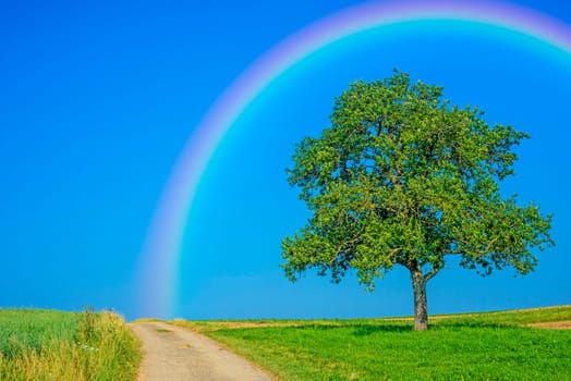 Path with fruit tree and rainbow