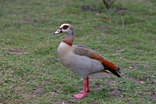 Nilgans