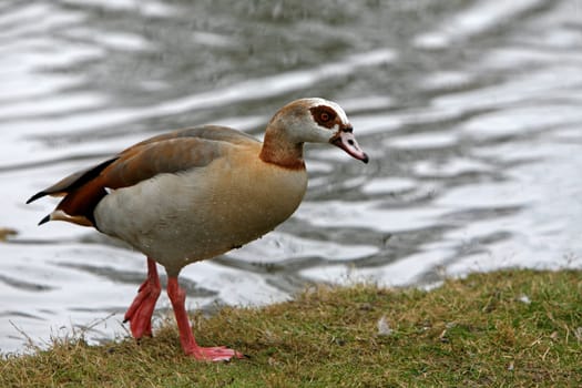 Nilgans