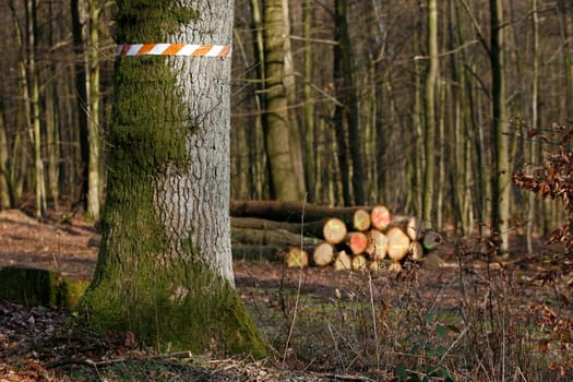 Forest with fallen trees