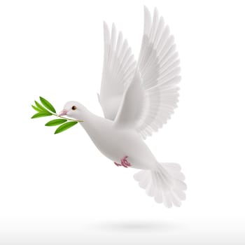 Dove of peace flying with a green twig in  beak on white background
