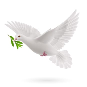 Dove of peace flying with a green twig olive after flood on white background