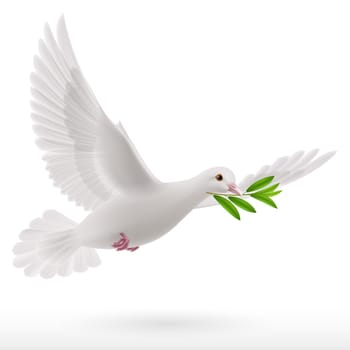 Dove of peace flying with a green twig after flood on a white background