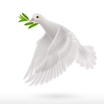Dove of peace flying with a green twig after flood on white background