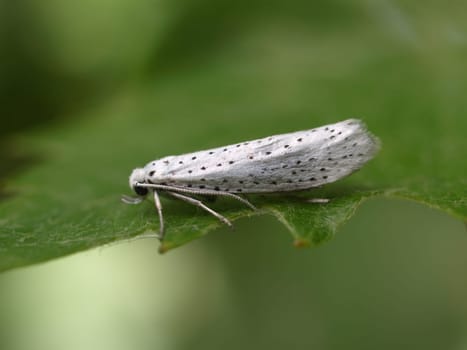 Grape cherry moth