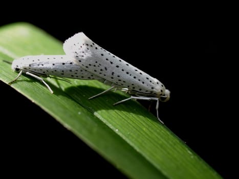 Grape cherry moth - mating