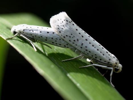 Grape cherry moth - mating