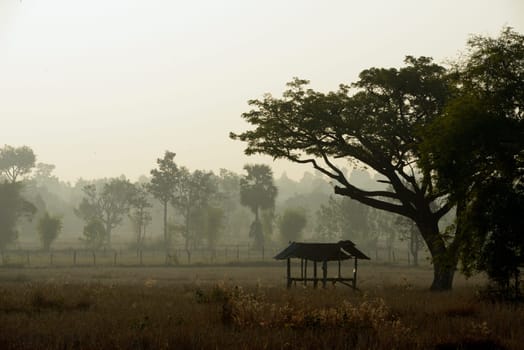 Agriculture with rice fields in winter near Amnat Charoen in the Isan in eastern Thailand