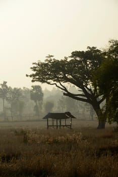 Agriculture with rice fields in winter near Amnat Charoen in the Isan in eastern Thailand