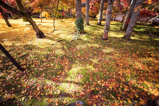 Fall season with nice color, Japan