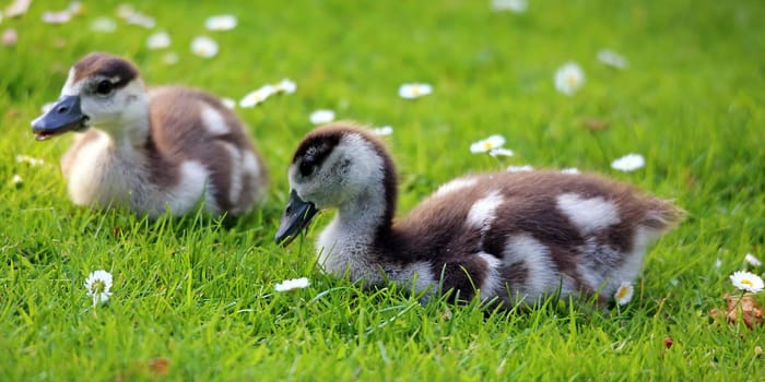 Two Nile Goose Chicks