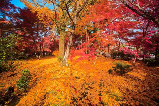 Fall season with nice color, Japan