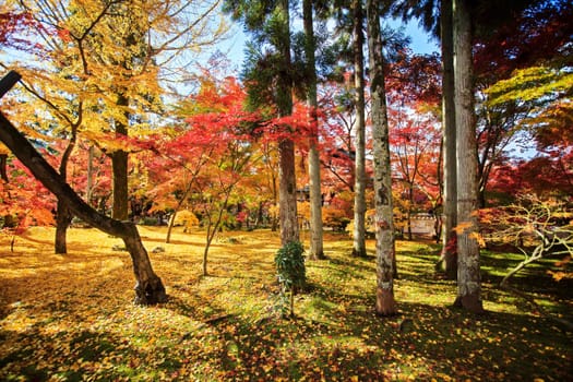 Fall season with nice color, Japan