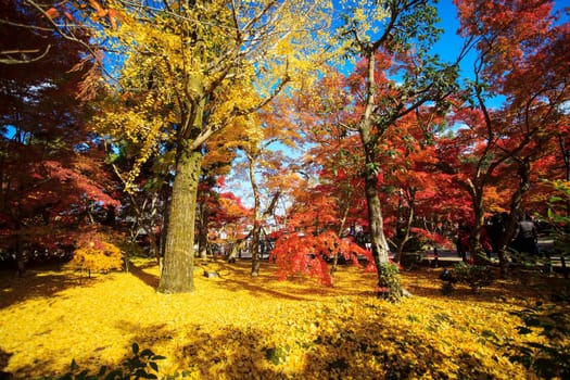 Fall season with nice color, Japan