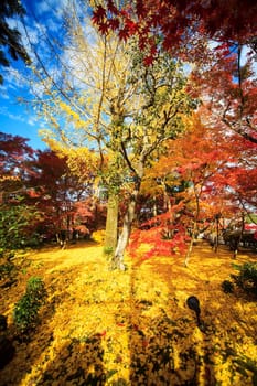 Fall season with nice color, Japan