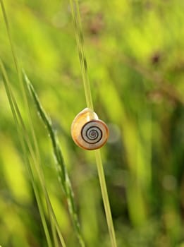 Western heath snail in the backlight