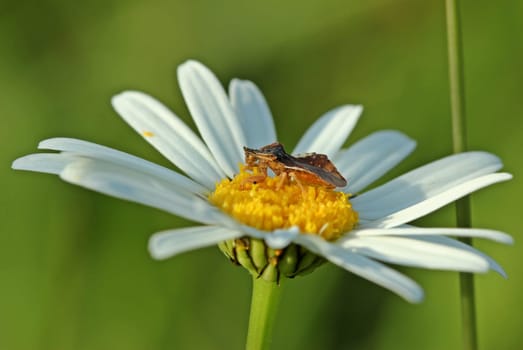 Devil (Phymata crassipes) on Margerite