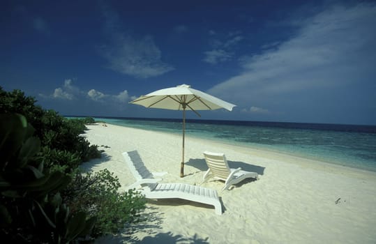 .The dream beach with palm trees and white sand on the island of Velavaru in the Southmale Atoll on the islands of the Maldives in the Indian Ocean.