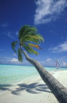 .The dream beach with palm trees and white sand on the island of Velavaru in the Southmale Atoll on the islands of the Maldives in the Indian Ocean.