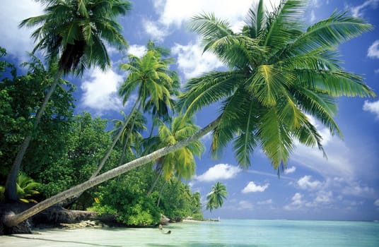 .The dream beach with palm trees and white sand on the island of Velavaru in the Southmale Atoll on the islands of the Maldives in the Indian Ocean.