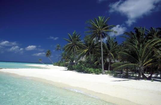 .The dream beach with palm trees and white sand on the island of Velavaru in the Southmale Atoll on the islands of the Maldives in the Indian Ocean.